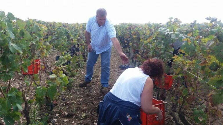 YesPuglia_Azienda vinicola Poderi delle Mura_3