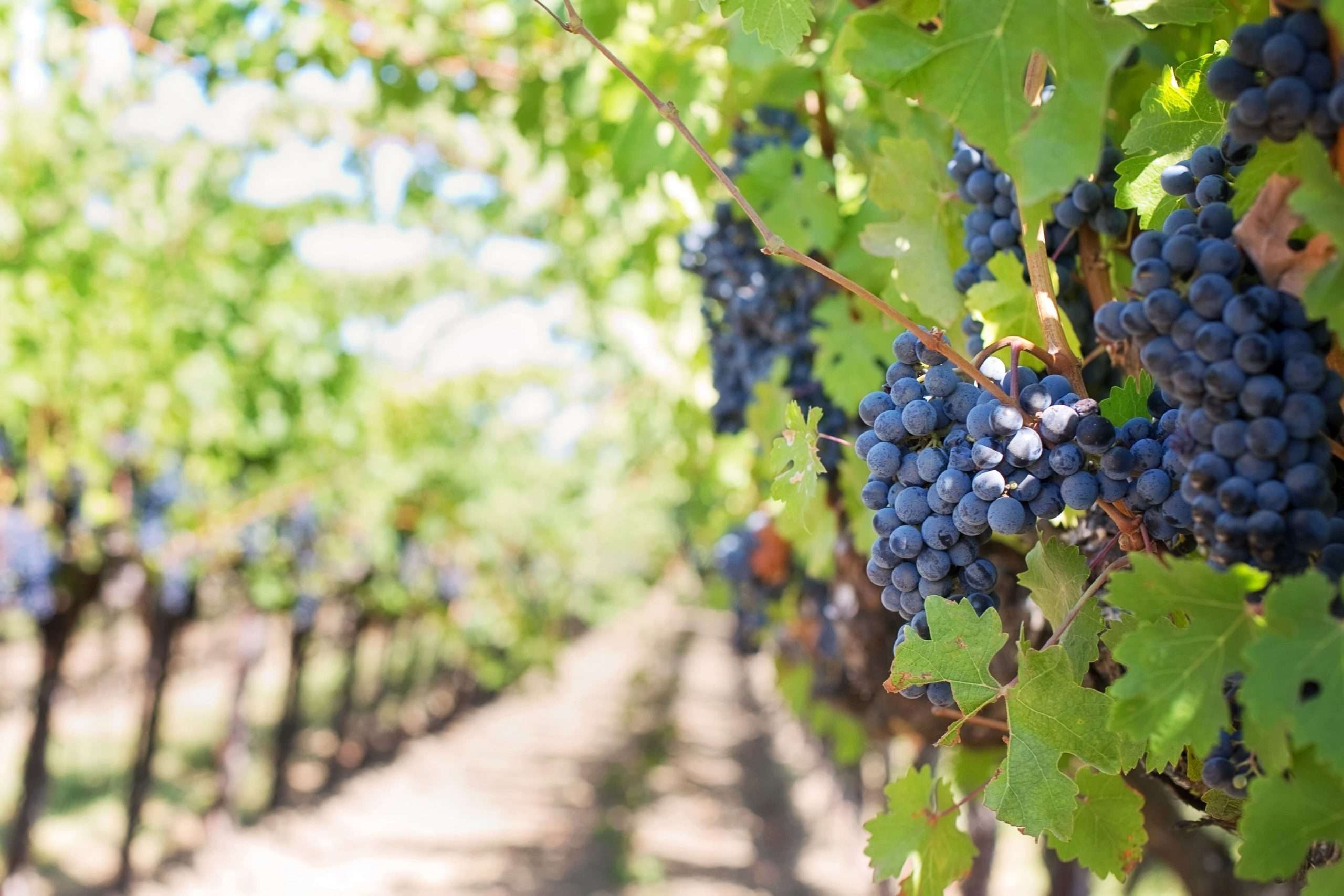 Il Futuro Incerto del Vino in Europa: Una Tendenza al Ribasso