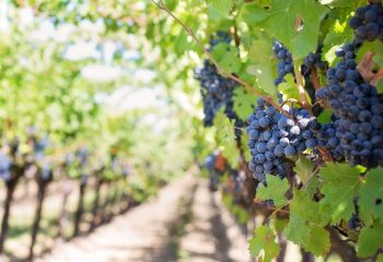 Un bicchiere di vino rosso posato su un tavolo di legno, con una mappa dell'Europa sullo sfondo, simboleggiando la crisi nel consumo di vino nel continente.